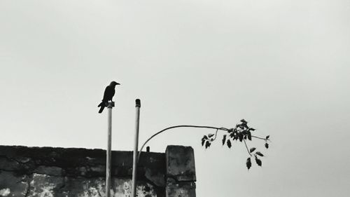 Low angle view of birds perching on tree