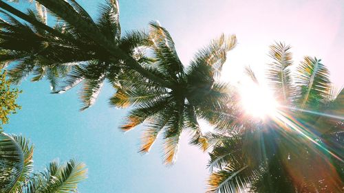 Low angle view of palm tree against bright sun