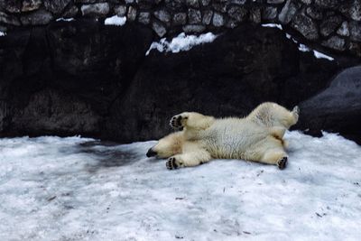 Polar bear lying on snow during winter