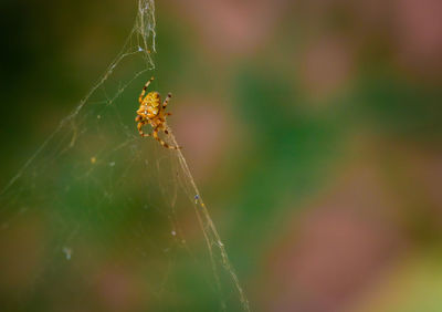 Close-up of spider on web