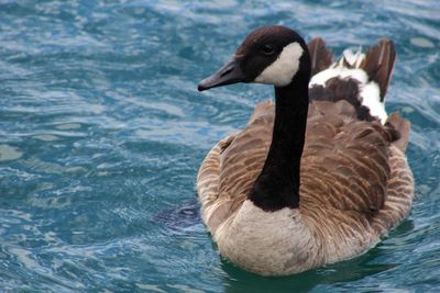Canada goose swimming on lake