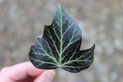 Close-up of cropped leaf