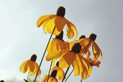 Low angle view of yellow flowering plant against sky