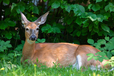 Deer in a field