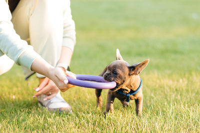 Beautiful french bulldog puppy playing outdoors with a puller