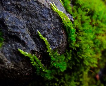 Close-up of moss on rock