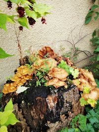 Close-up of plant growing on wall