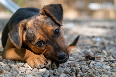 Close-up portrait of a dog chewing