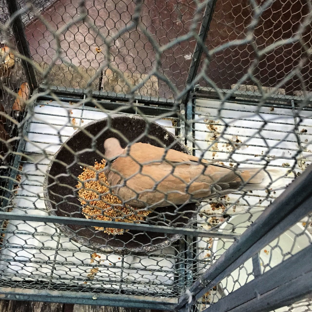 animal themes, one animal, bird, cage, animals in the wild, metal, wildlife, indoors, low angle view, metal grate, no people, built structure, pattern, roof, day, perching, railing, architecture, wall - building feature