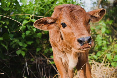 Close-up of a calf on field