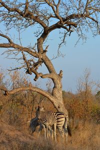 View of giraffe on field against sky