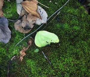 High angle view of dry leaves on field