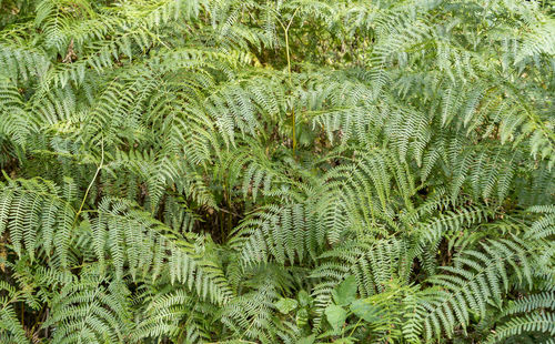 High angle view of fern in forest