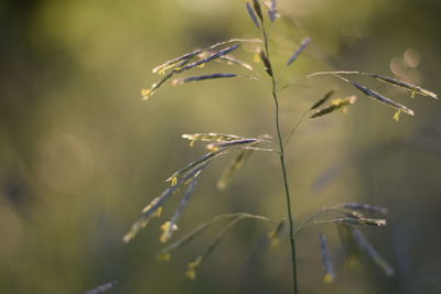 Close-up of grass seedhead on field
