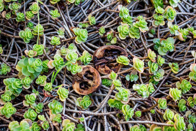 Close-up of plant in forest