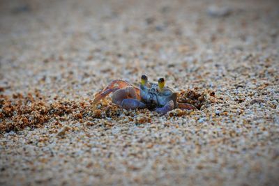 Close-up of crab on sand