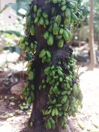 Close-up of fresh green plant