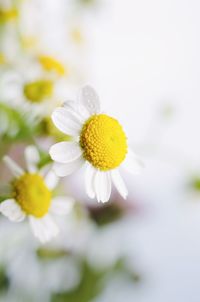 Close-up of white daisy flower