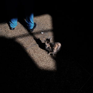 Low section of person on cat in city