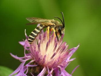 Close-up of bee pollinating on purple flower