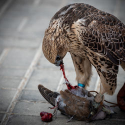 Close-up of owl eating food