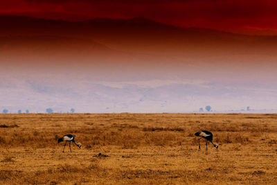 View of sheep grazing in field