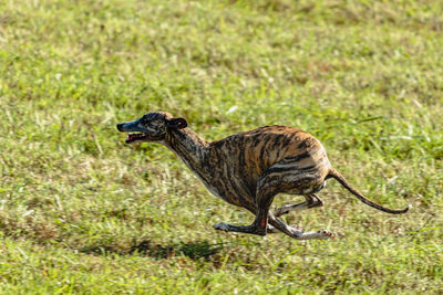 Whippet sprinter dog running and chasing lure on the field