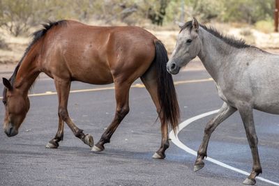 Horses standing on road