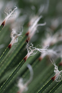 Close-up of spider on web