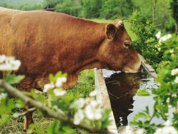 Cow standing on field