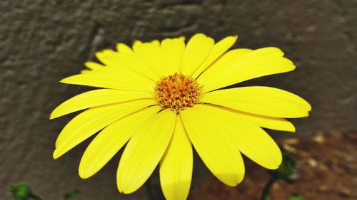 Close-up of yellow flower