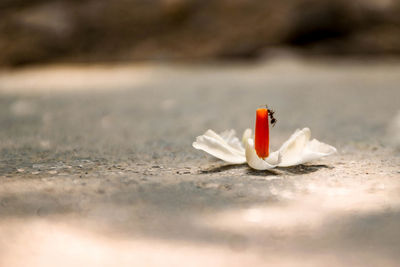 Surface level of white flower on table