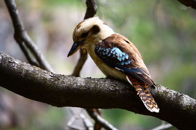 Close-up of bird perching on tree