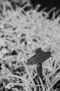 Close-up of grass on field