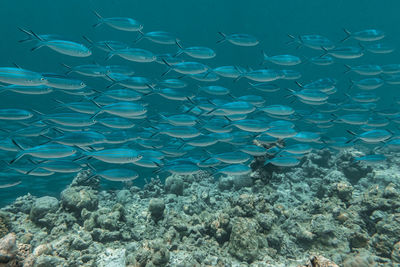 View of coral in sea