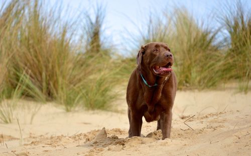 View of a dog on beach