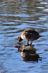 High angle view of bird perching in lake