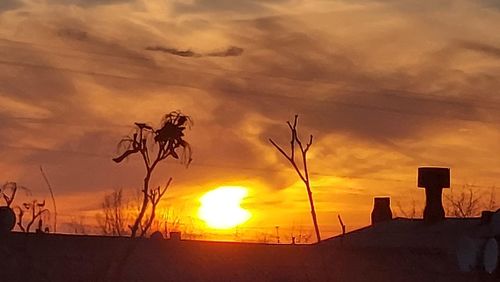 Silhouette plants against orange sky