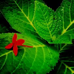 Close-up of red flowers