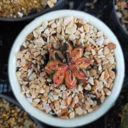 High angle view of breakfast on table