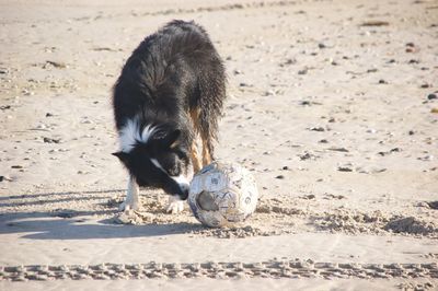 Dog playing with ball on beach