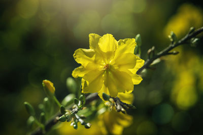 Close-up of yellow flowering plant