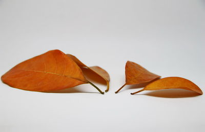 Close-up of dry leaves against white background