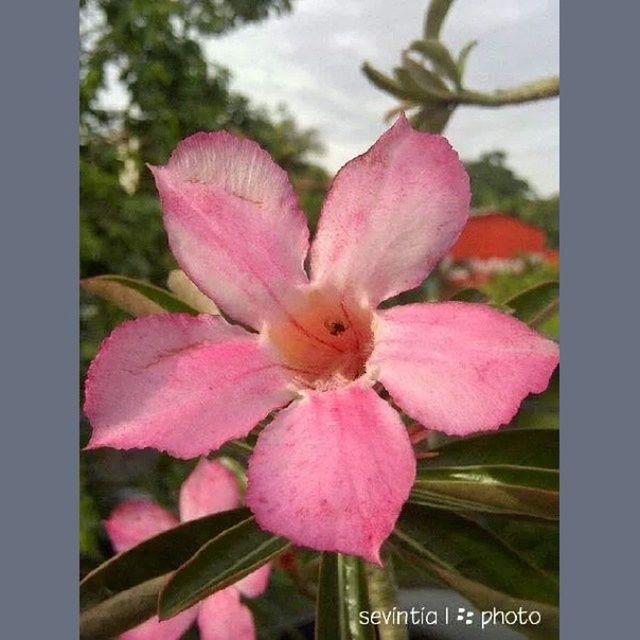 flower, freshness, pink color, petal, fragility, flower head, growth, close-up, focus on foreground, beauty in nature, nature, blooming, plant, pink, in bloom, day, blossom, leaf, no people, stamen