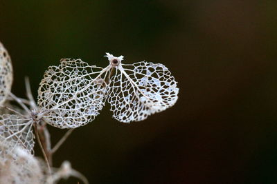 Close-up of spider on web