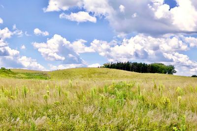 Scenic view of wheat field against sky