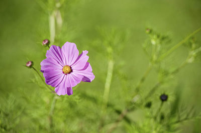 Directly above shot of purple cosmos flower blooming outdoors