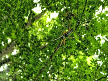 Close-up of spider web on tree trunk