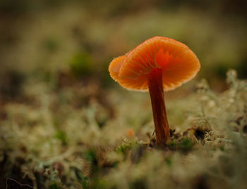 Close-up of mushroom growing on field