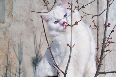 View of a cat on branch against wall